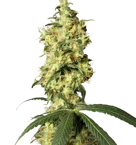 Star Killer Cannabis Seeds