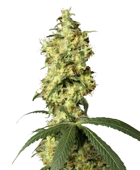 Star Killer Cannabis Seeds