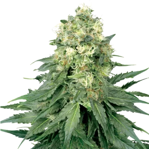 Strawberry Cannabis Seeds