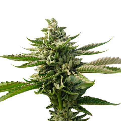 Superman OG Cannabis Seeds