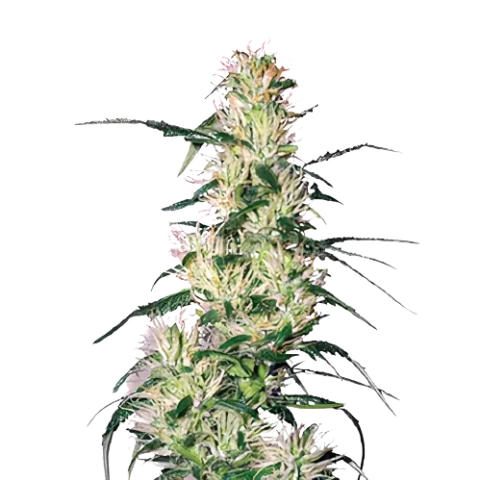 Sweet Deep Grapefruit Cannabis Seeds