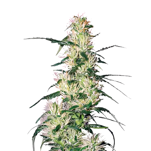 Sweet Deep Grapefruit Cannabis Seeds