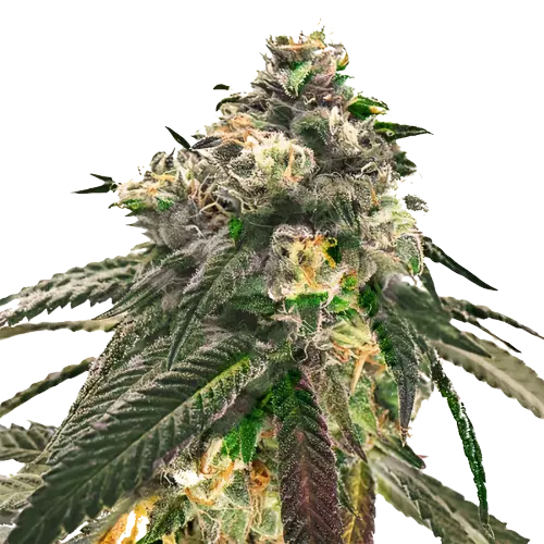 Sweet Diesel Cannabis Seeds