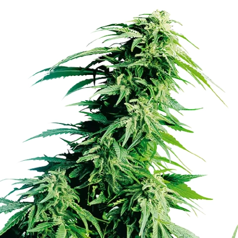 Sweet Lafayette Cannabis Seeds