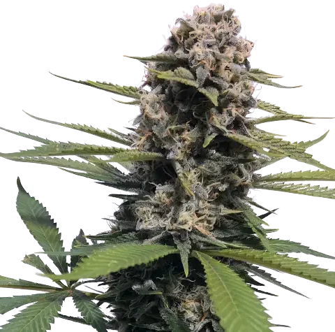 Timewreck Cannabis Seeds