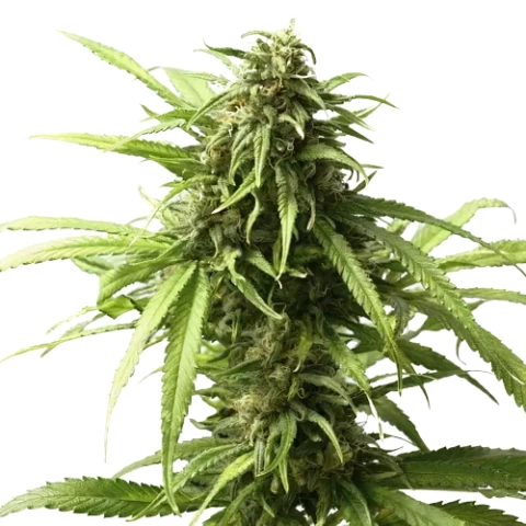 Warlock Cannabis Seeds