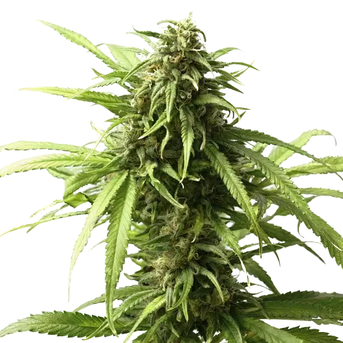 Warlock Cannabis Seeds