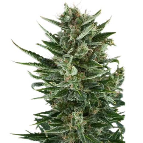 White Gold Cannabis Seeds