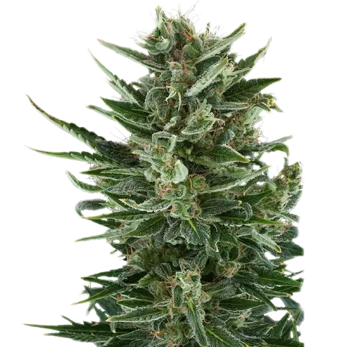White Gold Cannabis Seeds