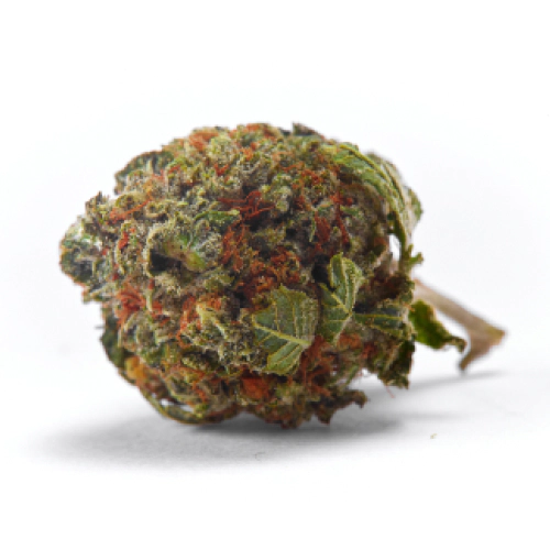 White Gold Cannabis Seeds - Image 2