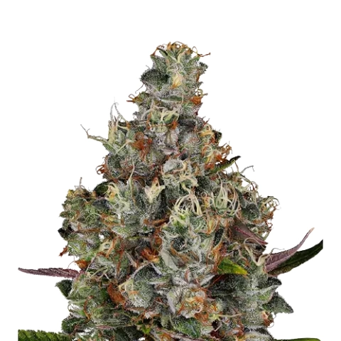 White Kryptonite Cannabis Seeds