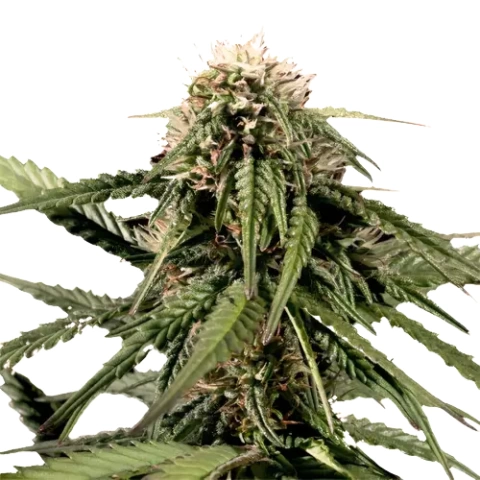 White Nightmare Cannabis Seeds