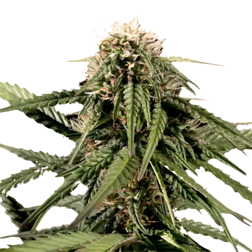 White Nightmare Cannabis Seeds