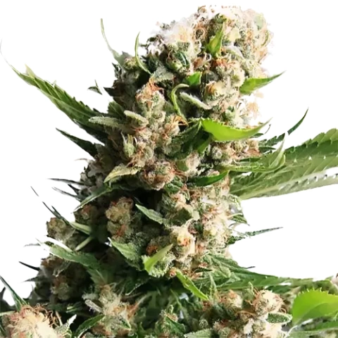 White Russian Cannabis Seeds