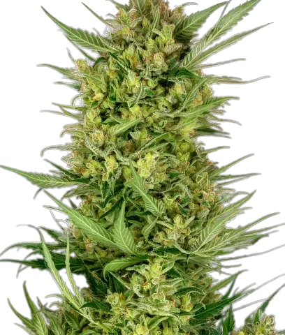Yeti OG Cannabis Seeds