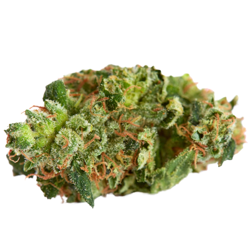 Yoda’s Brain Cannabis Seeds - Image 2