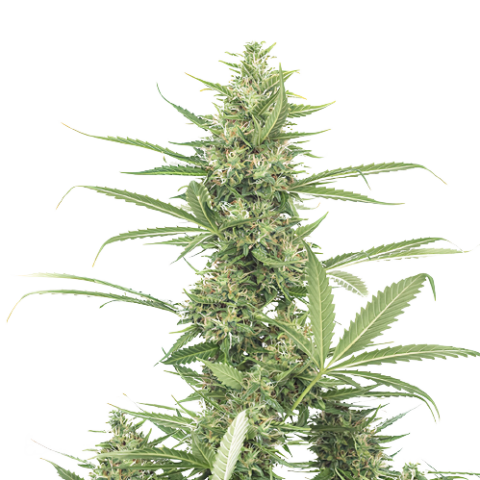 8 Ball Kush Cannabis Seeds