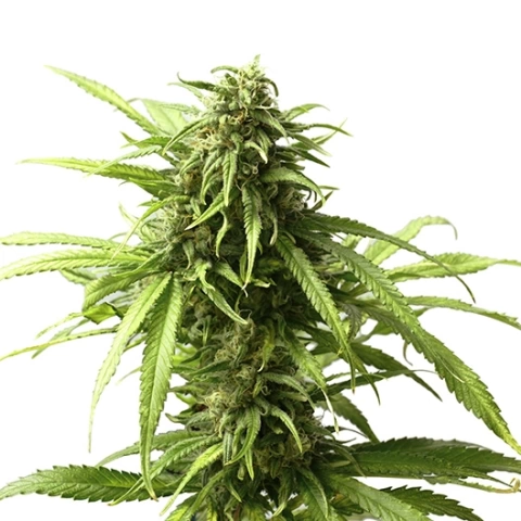 98 Aloha White Widow Cannabis Seeds