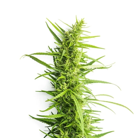 Afpak Cannabis Seeds