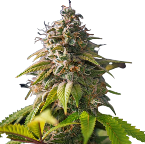 Banana Cream OG Cannabis Seeds