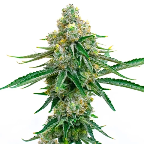 Big Kush Cannabis Seeds