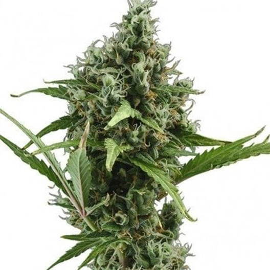 Brainwreck Cannabis Seeds