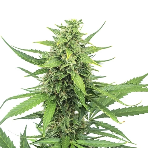 Bogart Cannabis Seeds