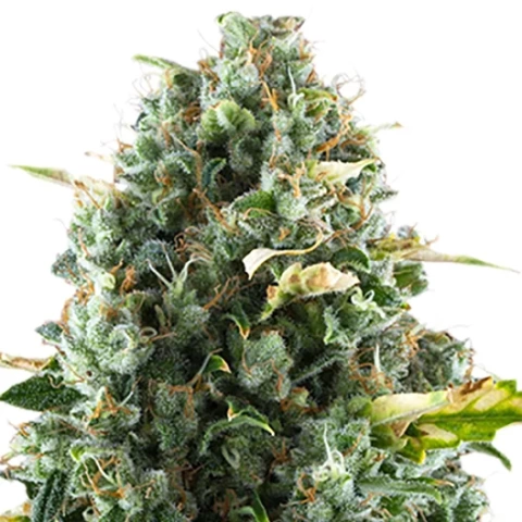 Cheeseburger Cannabis Seeds