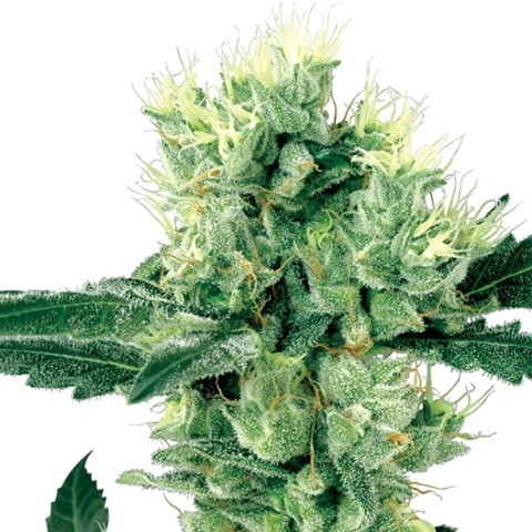 Chupacabra Cannabis Seeds