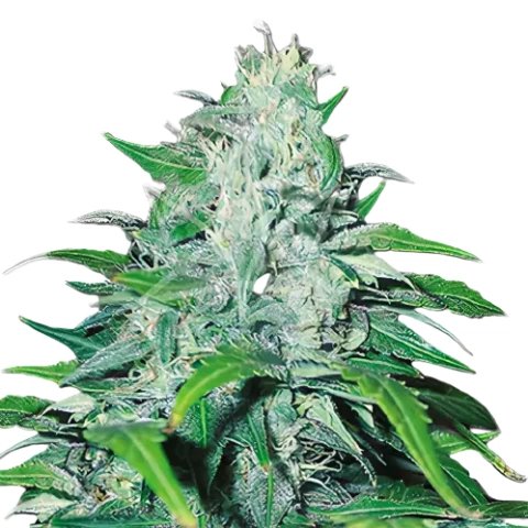 Copper Kush Cannabis Seeds