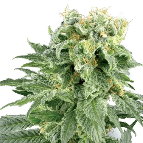 Dawgfather OG Cannabis Seeds
