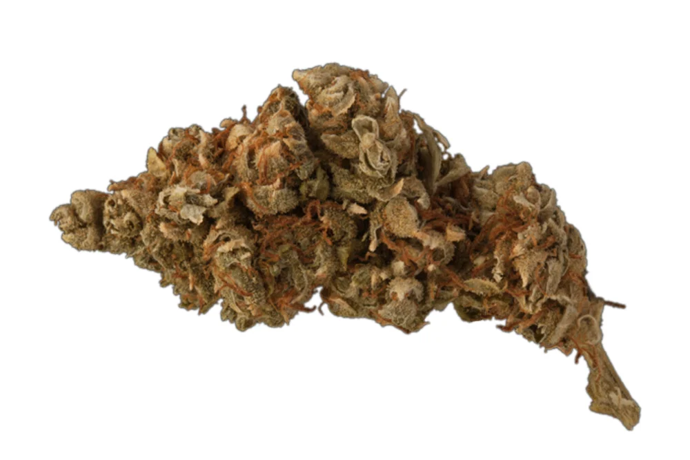 Doobiebird Daydream Cannabis Seeds - Image 2