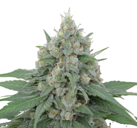 Dorit Cannabis Seeds