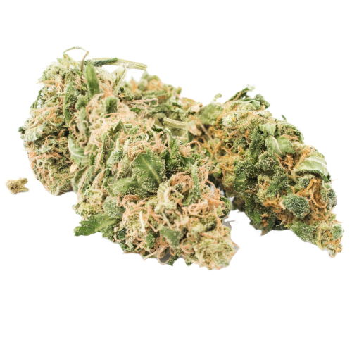 El Jefe Cannabis Seeds - Image 2