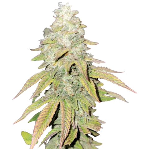 Flo OG Cannabis Seeds