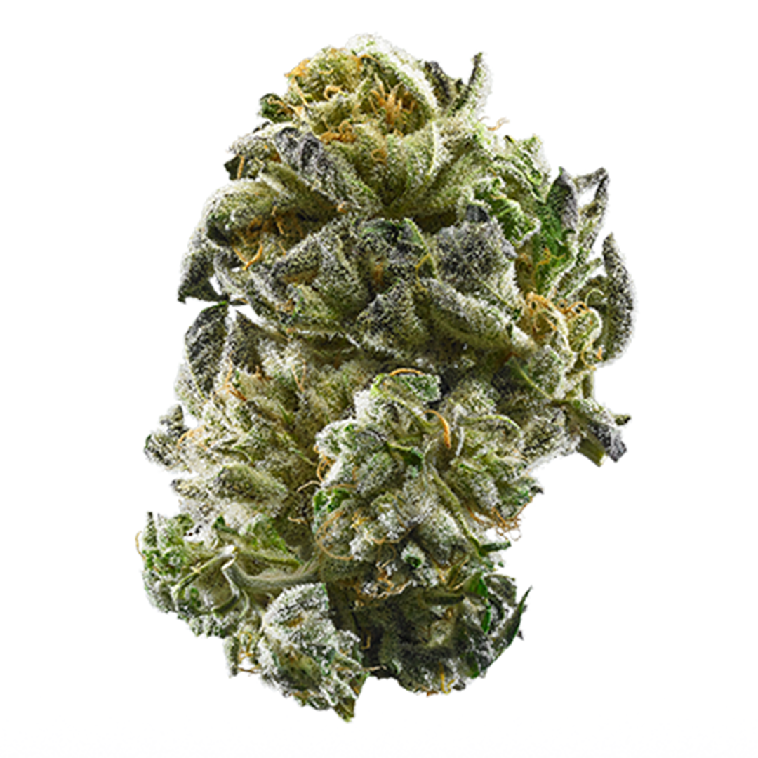 Four Star General Cannabis Seeds - Image 2