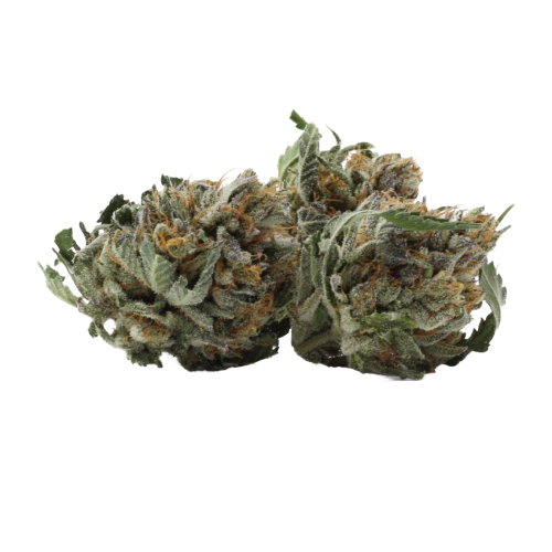 Green Cheese Cannabis Seeds - Image 2