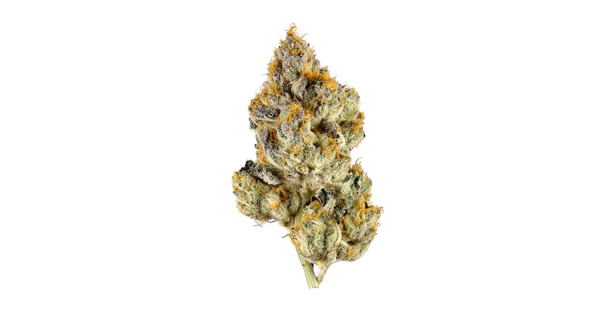 Gupta Kush Cannabis Seeds - Image 2