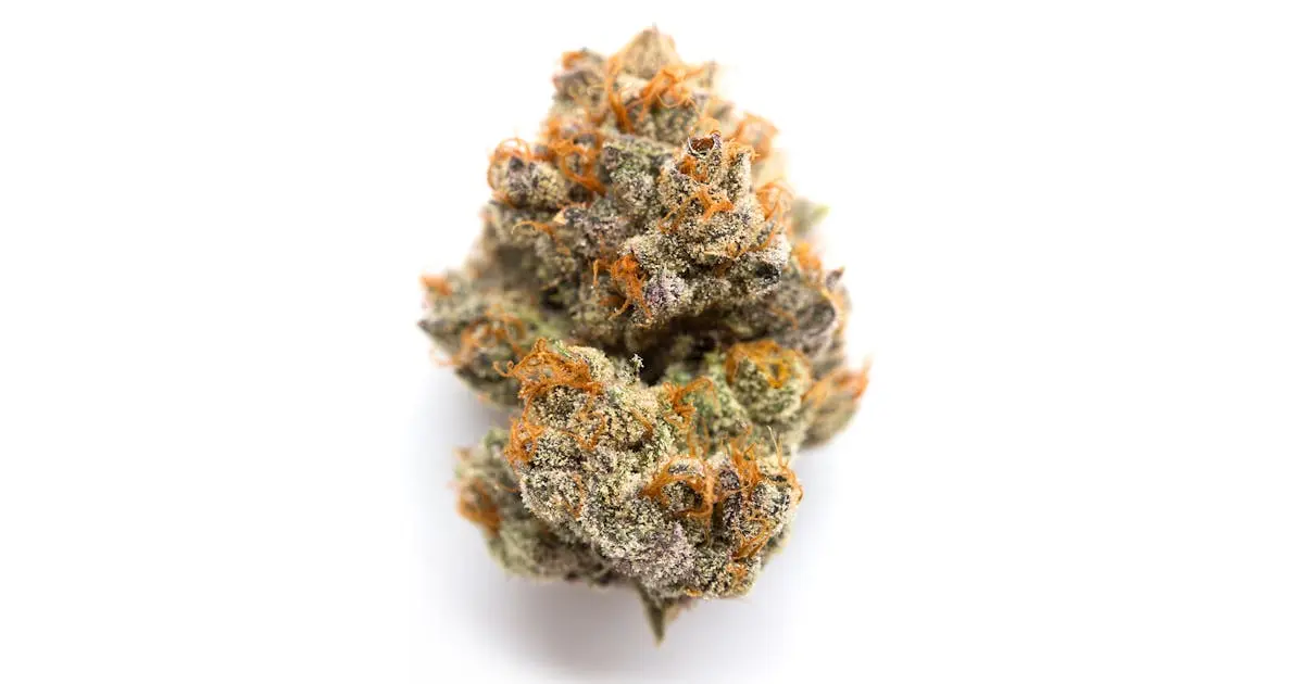 Humboldt Headband Cannabis Seeds - Image 2