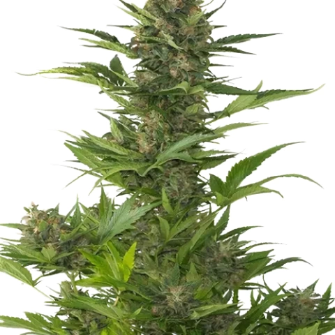 Jelly Roll Cannabis Seeds