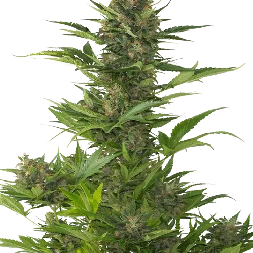 Jelly Roll Cannabis Seeds