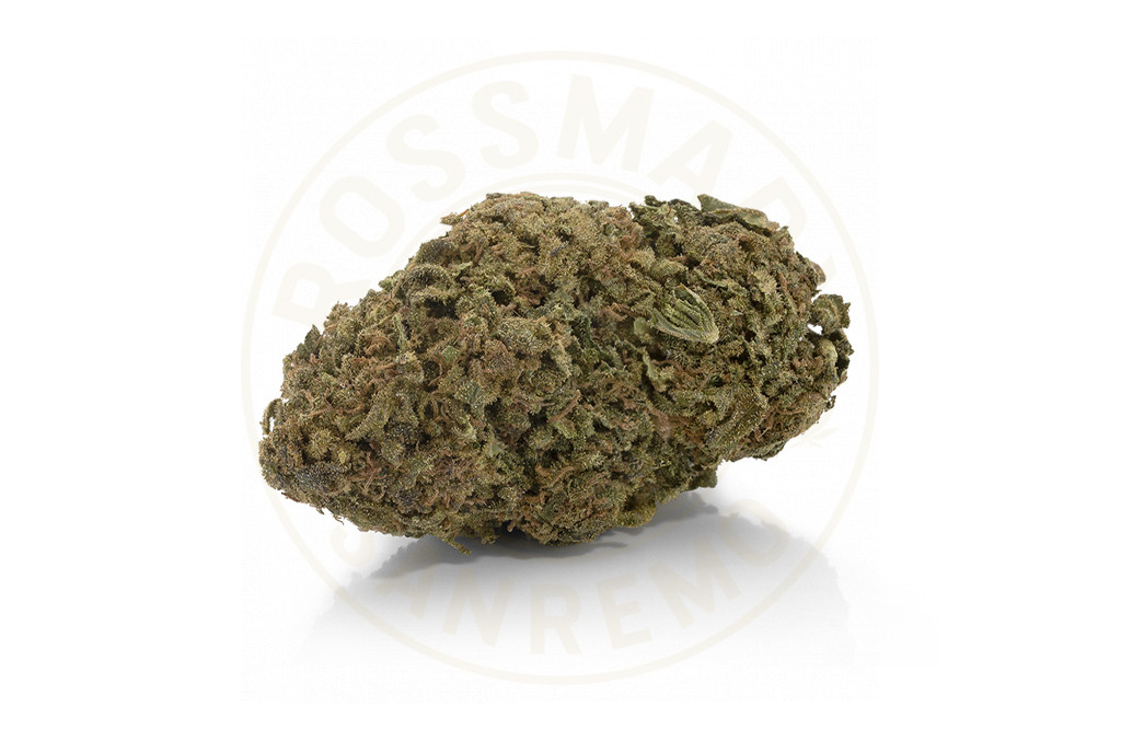 Kiss Cannabis Seeds - Image 2