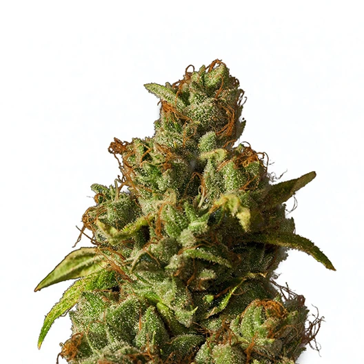Le Silver Royale Cannabis Seeds