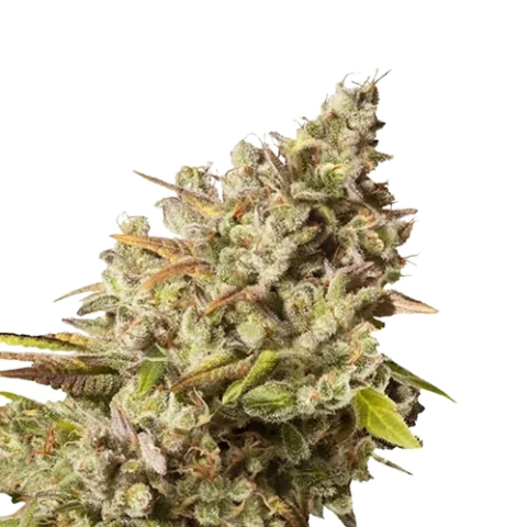 Lemon Daddy Cannabis Seeds