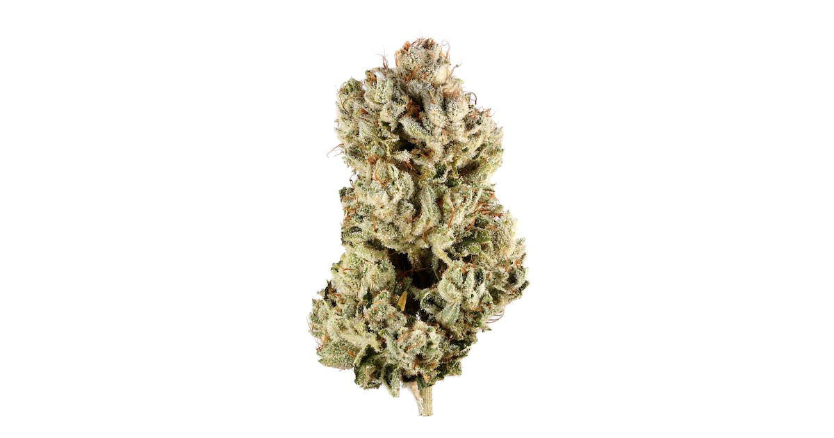 Majestic 12 Cannabis Seeds - Image 2
