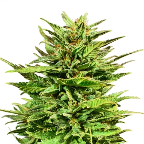 Mr. Tusk Cannabis Seeds