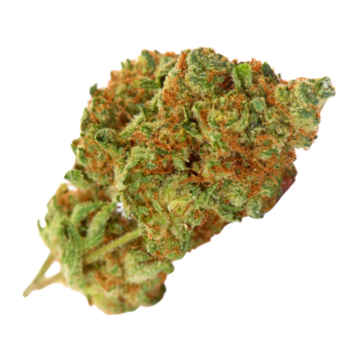 Ms. Universe Cannabis Seeds - Image 2