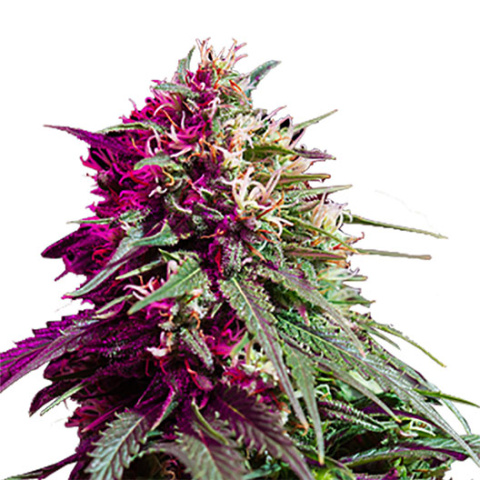 Purple Nepal Candy cannabis seeds