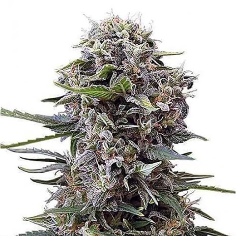 Purple Sage Cannabis Seeds