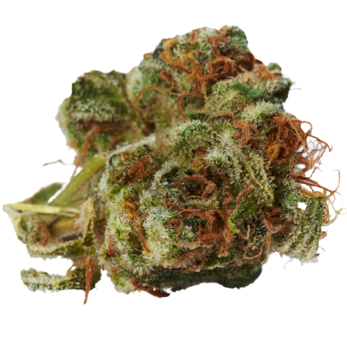 Race Fuel OG Cannabis Seeds - Image 2
